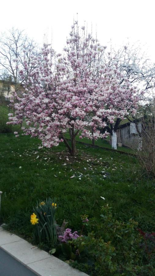 Apartment Magnolija Karlovac Buitenkant foto